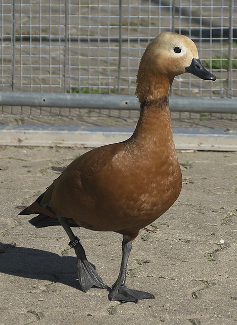 结合